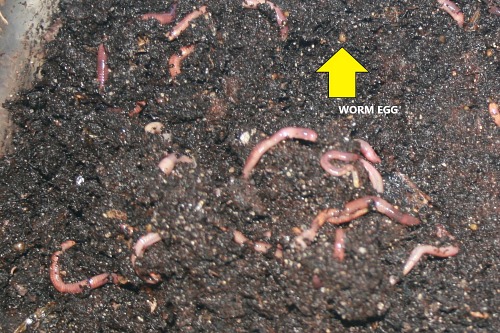 Baby Texas Red Worm
