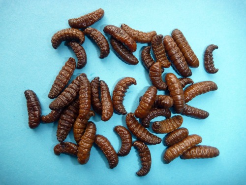 brown-mummy-worms.jpg