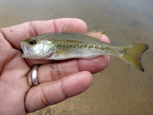 Largemouth Bass - TheLifeAmphibious