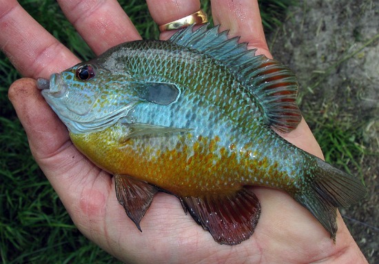 longear sunfish atenkley