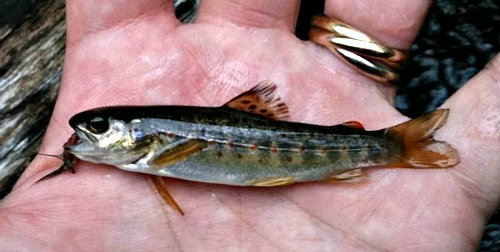 Dixie Chub – Discover Fishes