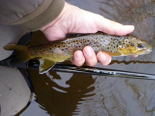 Angler holding brown trout alongside seiryu rod