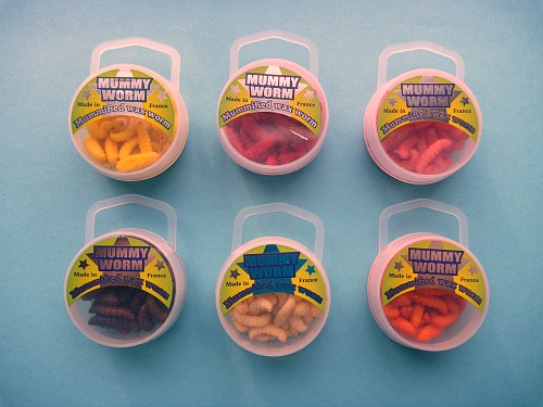 Mummy Worms in plastic containers