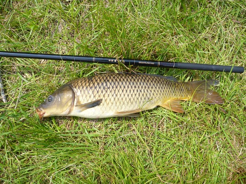 This Fish Broke My Rod Holder (Carp Fishing a Small Pond) 