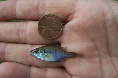 Foul hooked the smallest bluegill I've ever seen right in the brain. :  r/MicroFishing