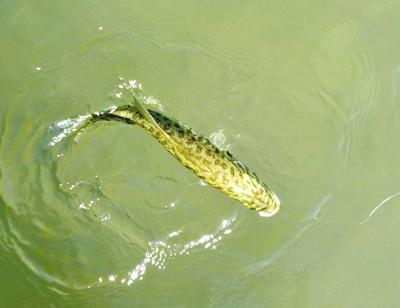 Broken-diamond Markings on the Back of a Guadalupe Bass