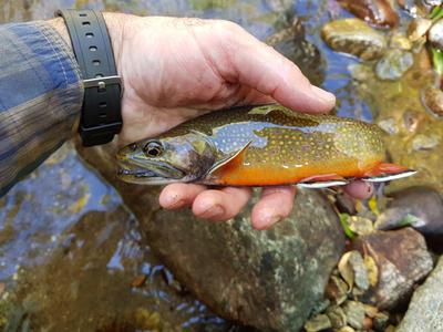 Brook trout