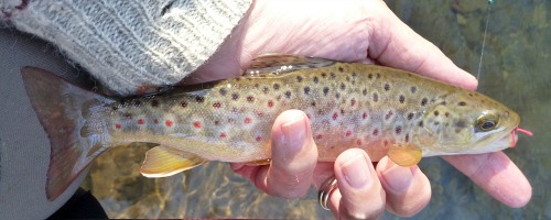 Angler holding small brown trout