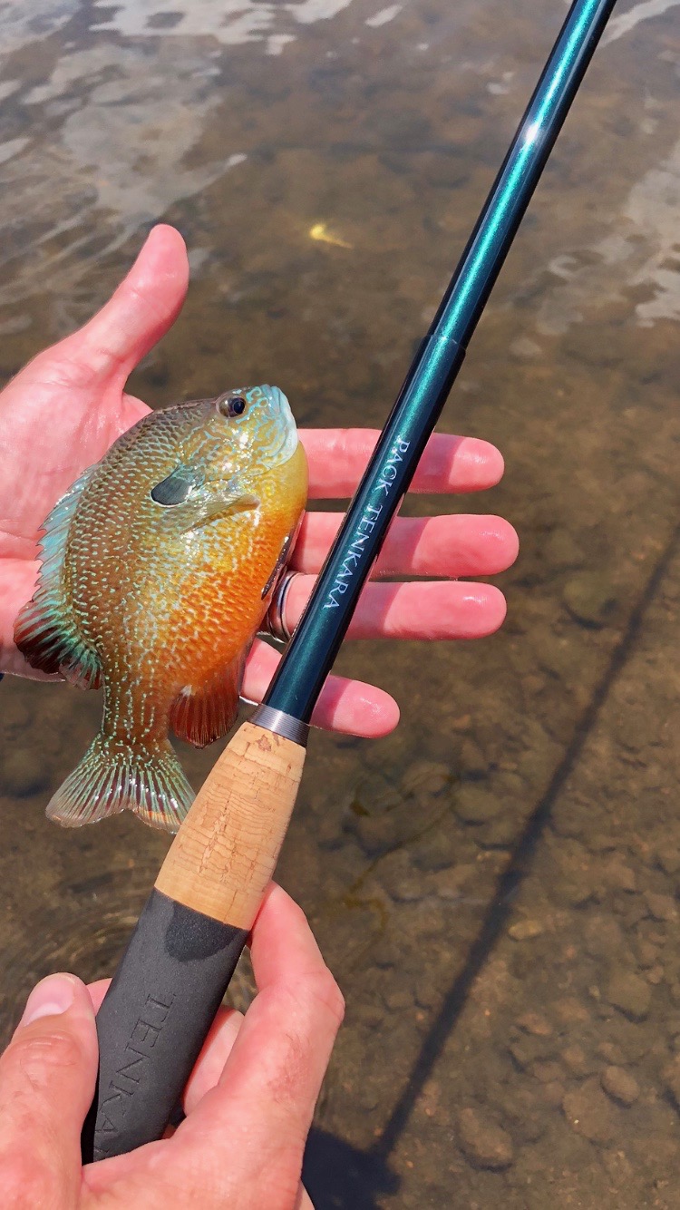 Angler holding Longear Sunfish and Pack Tenkara Rod