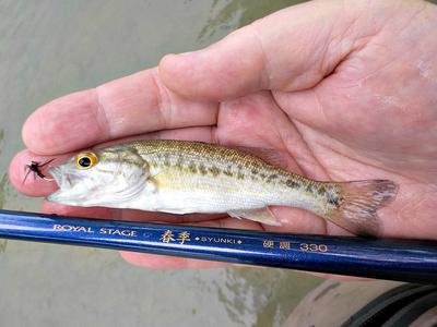 A little Guadalupe bass, a size 14 Stewart's Spider, and the Nissin Royal Stage Syunki