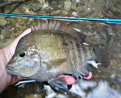 A very large Texas cichlid taken on the very small Nissin Air Stage Hakubai 240