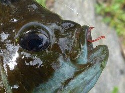 Bluegill with bare red hook in its mouth