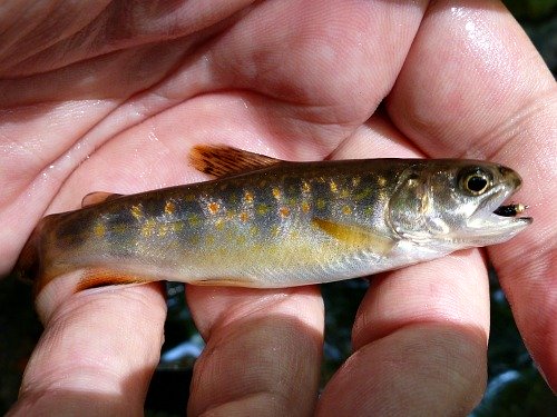 Brook Trout with bead head black Killer Bugger in its mouth