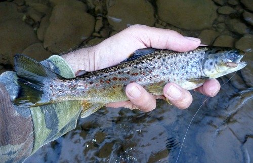 Angler holding brown trout