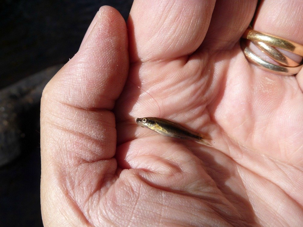 Angler holding extremely small black nose dace