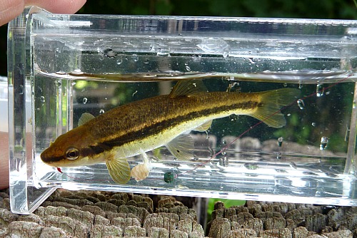 Black nose dace in Micro Photo Tank