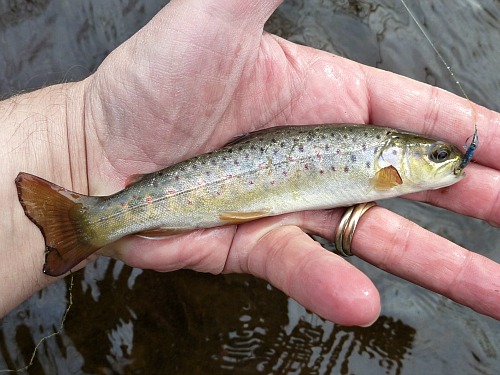 Second fish with blue fly in its mouth