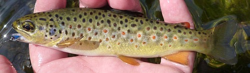Angler holding brown trout with blue nymph in its mouth