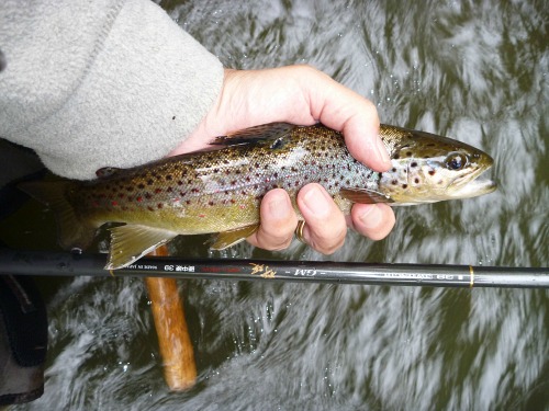 Angler holding brown trout and Suntech GM Suikei Keiryu Special