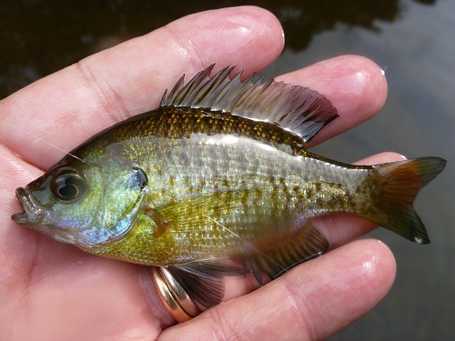 Angler holding small bluegill