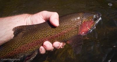 One of the larger fish of the trip