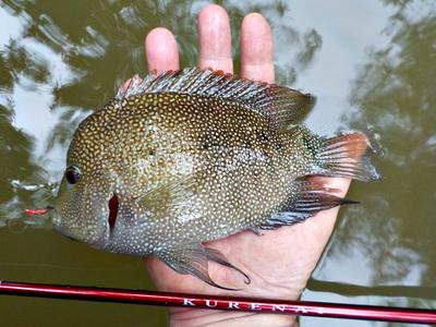 This Male Cichlid put a Deep Bend in the Suntech Kurenai HM 30R