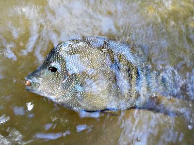 I Caught this Slab-Sided Ciclid on my Nissin Air Stage Hakubai 240.