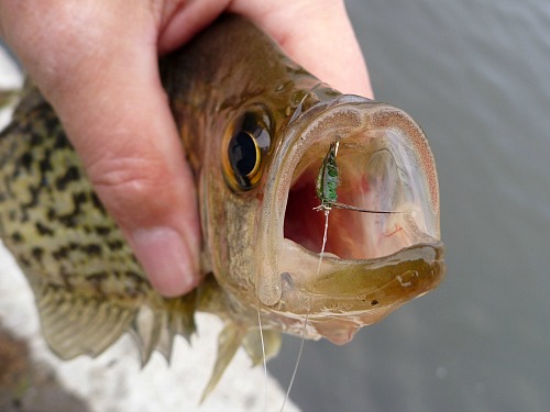 Angler holding crappie with fly in its mouth