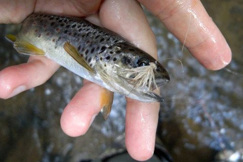 Small brown trout caught with CDC & Elk.