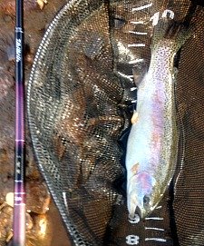 Large trout in net, with Daiwa Kiyose 43M