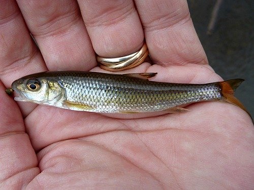 Angler holding small fallfish