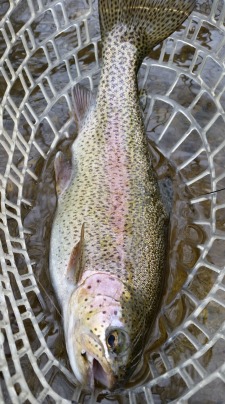Nice rainbow trout in the net