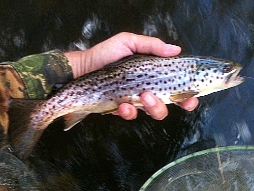 Angler holding brown trout