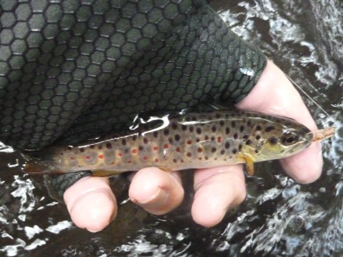 Angler holding small brown trout