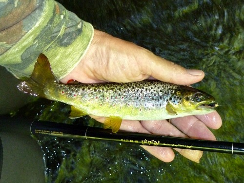 Angler holding brown trout and Nissin Fine Mode Kosansui rod