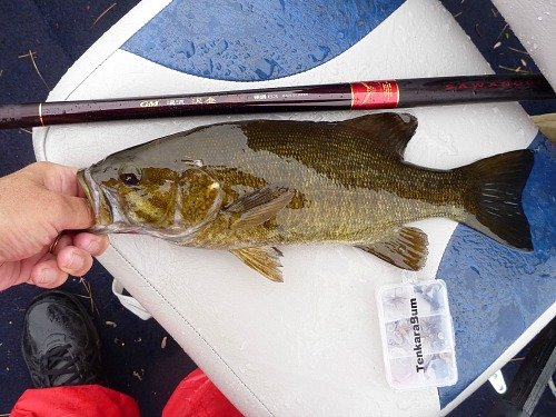 Smallmouth bass with keiryu sawanobori rod on boat seat