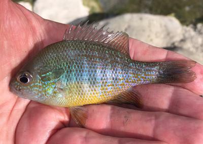 Beautiful Redbreast Sunfish