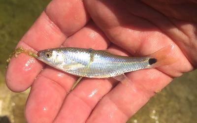 First true minnow on Tenkara