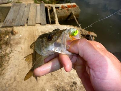 One of the many small snook I caught on the Maxima 4X