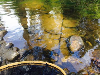 Arctic Grayling (released)