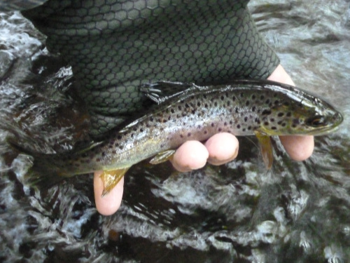 Angler holding brown trout that had black spots only