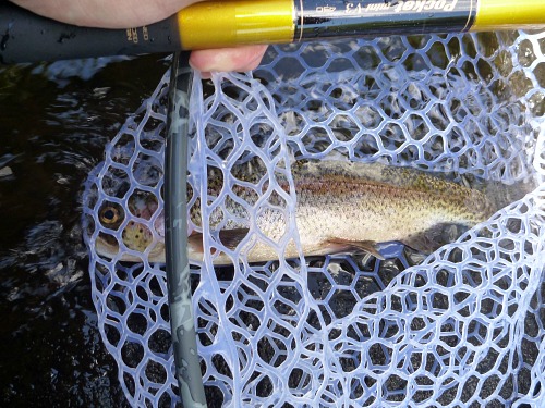 Rainbow trout in the net