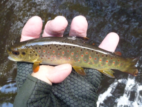 Angler holding trout with red spots on and below lateral line