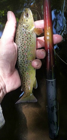 Angler holding mall brown trout and Daiwa Sagiri