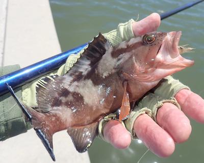 Red Grouper