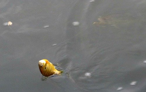 Double. Bluegill on the top fly, crappie on the bottom one.