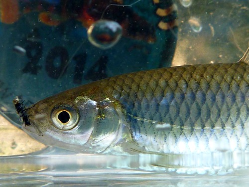 Satinfin Shiner caught on size 32 black Killer Bugger in Micro Photo Tank