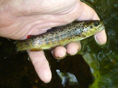 Angler holding fish at water's surface