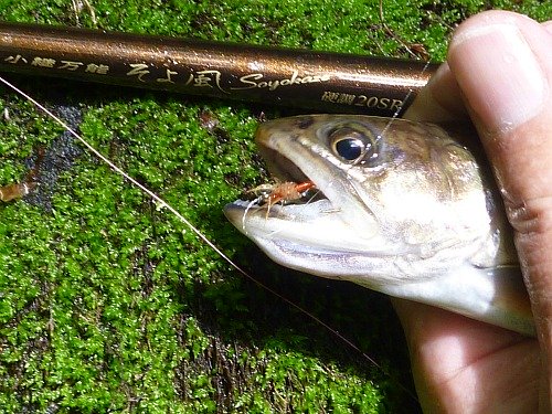 Small brook trout, Soyokaze rod and Hen & Hound fly