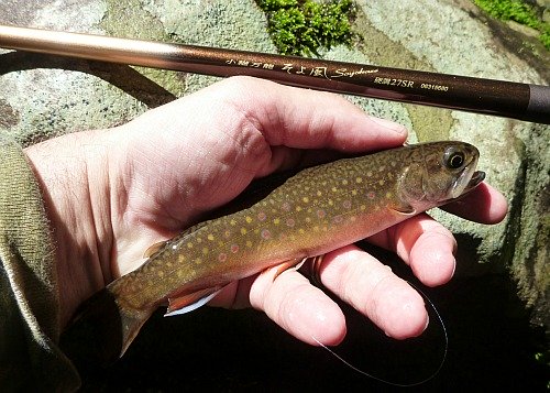 Angler holding brook trout near Daiwa Soyokaze rod